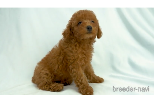 成約済の東京都のトイプードル-154171の3枚目